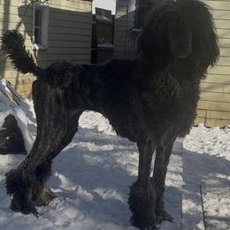Artemis - Poodle