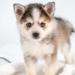 Black - Wolf sable male Pomsky puppy in Spring City, Pennsylvania from Pomsky Power Puppies