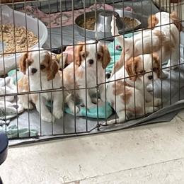 Cavalier King Charles Spaniel Puppies from Mandaryn Cavaliers