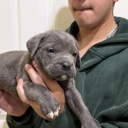 Grey male - Gray male Cane Corso puppy in Kaufman, Texas from Phantom Corsos