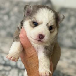 Sophia - Merle female Pomsky puppy in Casa Grande, Arizona from Arizonas Pomsky Squad