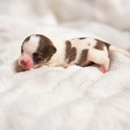 Cane Corso and Chihuahua Puppies from Royalty Kennels