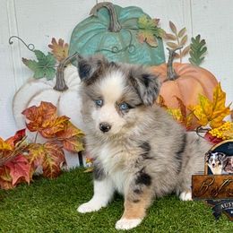 King - Blue merle male Toy Australian Shepherd puppy in Granbury, Texas from Best Little Aussies
