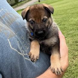 Blue Collar - Sable female German Shepherd puppy in Abingdon, Virginia from Roark German Shepherds