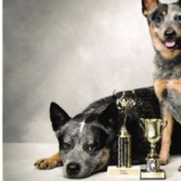 Australian Cattle Dogs from G'day Mates Cattle Dogs