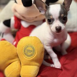 Bobby CKC - Blue and white male Chihuahua puppy in Amity, Pennsylvania from Rhoda and Verna
