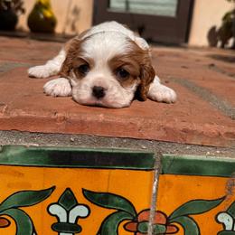 Libby - Blenheim female Cavalier King Charles Spaniel puppy in California from Tinkerpups