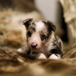 Coconut - Blue merle male Border Collie puppy in Lodi, California from R3 Sport Dogs (Rafter 3 Ranch)