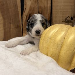 Bindi - Blue merle female Aussiedoodle puppy in Lavonia, Georgia from H & A Kennels