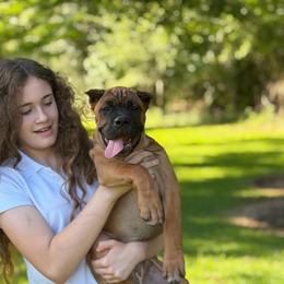 Purple collar - Fawn female Cane Corso puppy in Opelousas, Louisiana from Azelees Cane Corso
