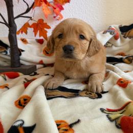 Orange Color Girl - Golden female Golden Retriever puppy in Loma Rica, California from BloomingPuppies