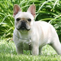 Brie - French Bulldog