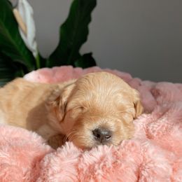 Aussiedoodle and Goldendoodle Puppies from Utah Faith Doodles