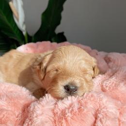 Aussiedoodle and Goldendoodle Puppies from Utah Faith Doodles