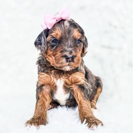 Lucy Gray - Merle female Bernedoodle puppy in Gaylord, Michigan from Dog Mom Co. Doodles