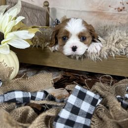 Santa Maria - Blenheim male Cavalier King Charles Spaniel puppy in De Pere, Wisconsin from Rose Garden Kennels