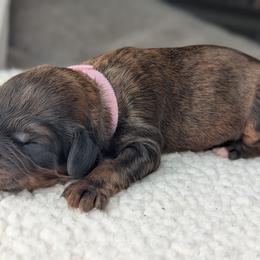 Light pink - Sable female Bernedoodle puppy in Connecticut from Valley View Doodles