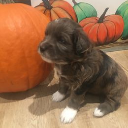 Aussiedoodle Puppies from North Idaho Miniature Aussiedoodles