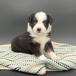 Kandy - Blue Eyed Black Tri - Black tri female Miniature Australian Shepherd puppy in Covington, Pennsylvania from Rigas Mini Aussies LLC