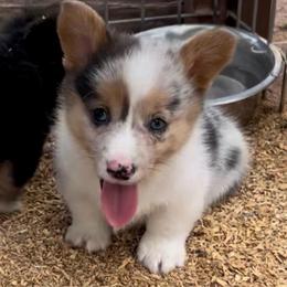 Waylon - Blue merle and white male American Corgi puppy in Tome, New Mexico from Blue Diamond Welsh corgis