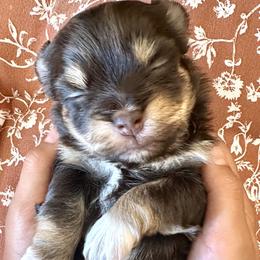 Boy - Chocolate male Havanese puppy in Arizona from HavaDoggie