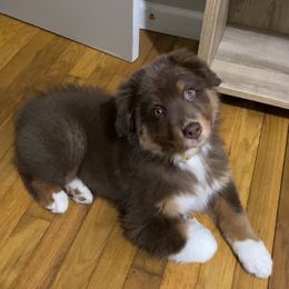 Australian Shepherd Puppies from Burdock Hill Australian Shepherds