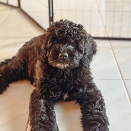 Oreo - Black and white male Cockapoo puppy in Midwest City, Oklahoma from Strawberry Hill Puppy Patch