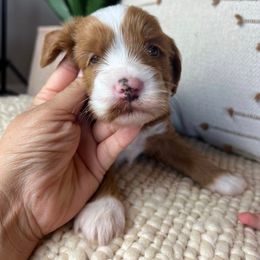 Autumn - Red  female Goldendoodle puppy in Ottawa, Ohio from Simply Beautiful Goldendoodles