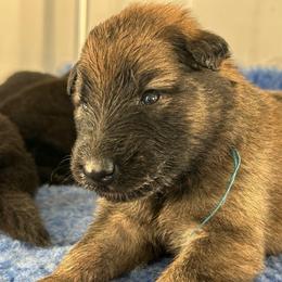 Cove (Blue) - Brown male Belgian Sheepdog puppy in Franklin, West Virginia from Wildmour K9