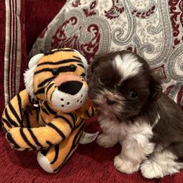 Bella - Liver and white Shih Tzu puppy in Riverside, California from Angel Babies
