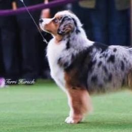 Miniature American Shepherds from Karen Ross's Miniature American Shepherds