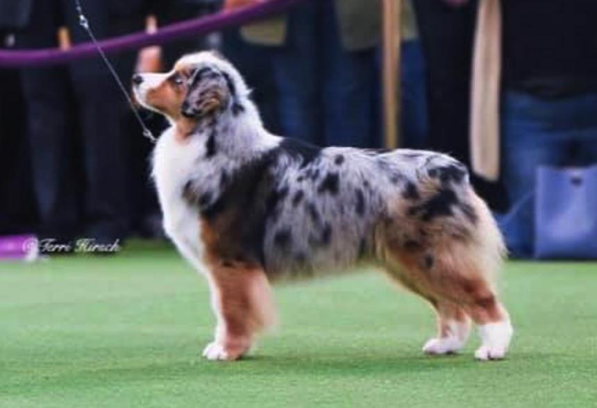 Toy Australian Akc Mini American Shepherd Kennel Club Akc Mini