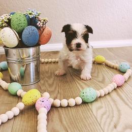Boy 1 - Mini Size - Charting to be about 4lbs - Black tan and white male Biewer Terrier puppy in Litchfield Park, Arizona from Phoenix Golden Retriever & Biewer Terriers