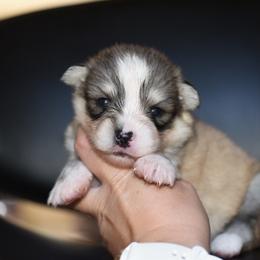 Mia - Silver and white female Pomsky puppy in Coos Bay, Oregon from Ocean View Pomskies
