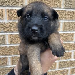 Belgian Malinois Puppies from Noordkust Malinois