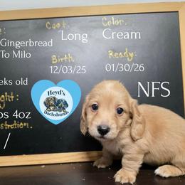 Gingerbread - Cream male Dachshund puppy in Hoquiam, Washington from Heyd's Mini Dachshunds