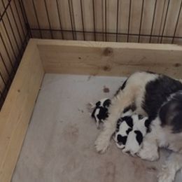 Havanese from Urbina Havanese
