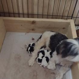 Havanese from Urbina Havanese