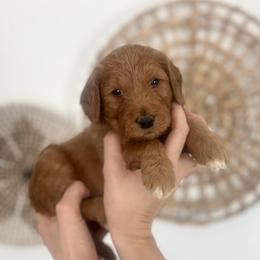 Olive - Red  female Goldendoodle puppy in S AI Nt John, Indiana from Lulu's Goldendoodles