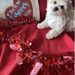 Maltese, Maltipoo, and Poodle Puppies from Healing Pawz LLC