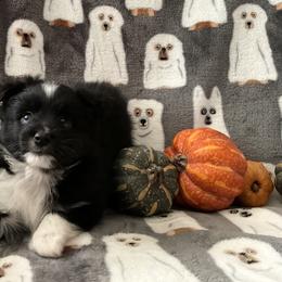 Miniature Australian Shepherd and Toy Australian Shepherd Puppies from Hotmess of Aussies