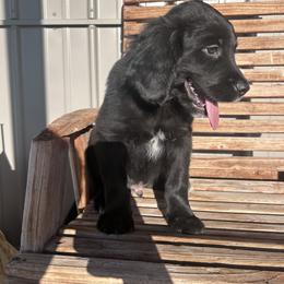 Boy 4 (Brown) - male Golden Mountain Dog puppy in Wyoming from Great Basin BMD