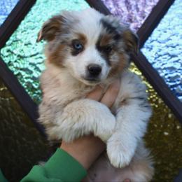 Taylor - Miniature Australian Shepherd puppy from Eagle River Aussies