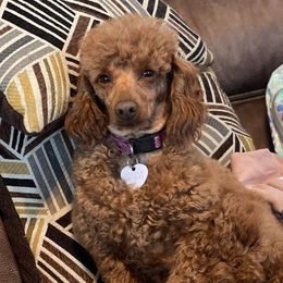 Vivian - Poodle