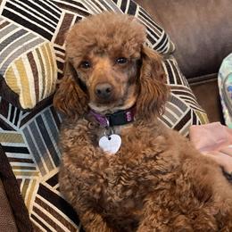 Vivian - Poodle