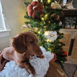 Dachshund All Grown Up from Baileys Dachshunds