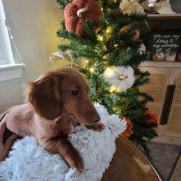 Dachshund All Grown Up from Baileys Dachshunds