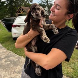 Maya, NOW DOLLY - Merle female Cockapoo puppy in Lillington, North Carolina from Peace, Love, and Puppies at the Creek