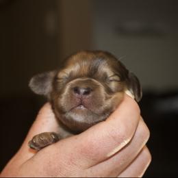Dachshund Puppies from Crowder Doxies