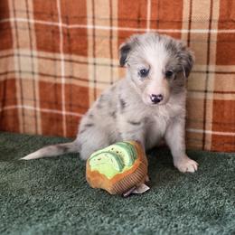 Goose - Slate merle male Border Collie puppy in Gary, Indiana from Lake Ridge Border Collies